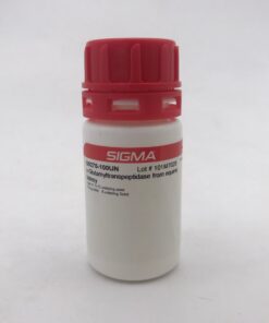 γ-Glutamyltranspeptidase from equine kidney